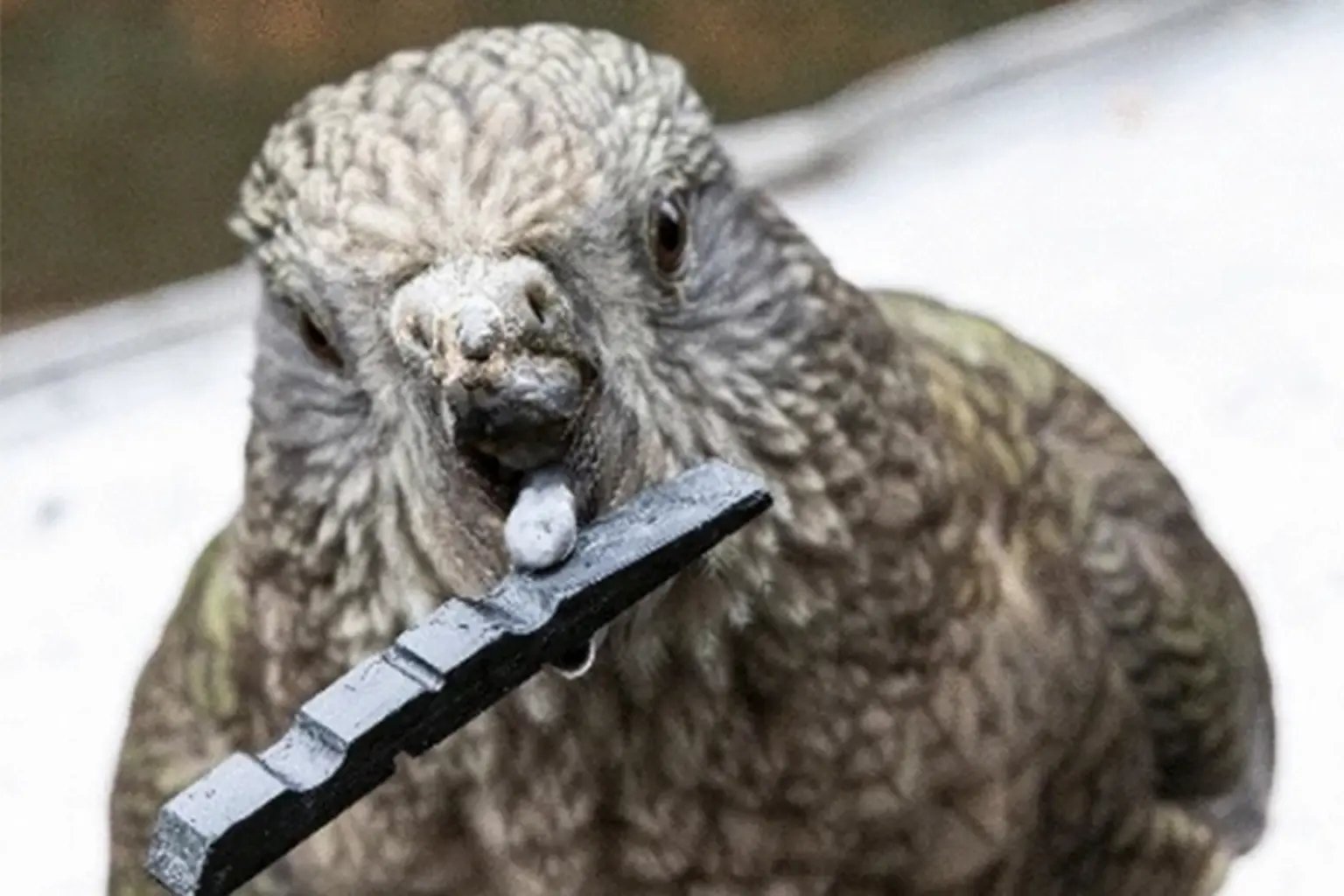 Bruce the kea parrot using broken beak to dominate rivals