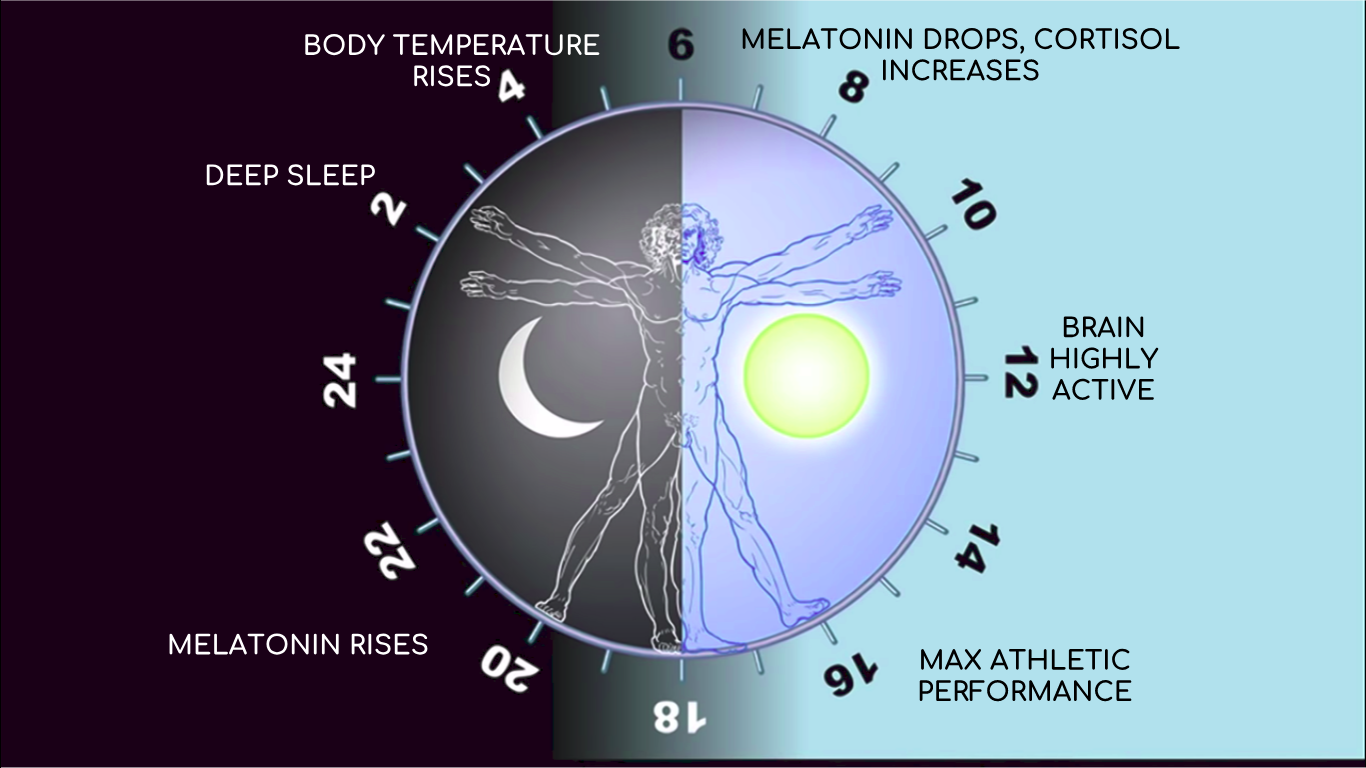 Diagram of human circadian rhythm showing optimal exercise times