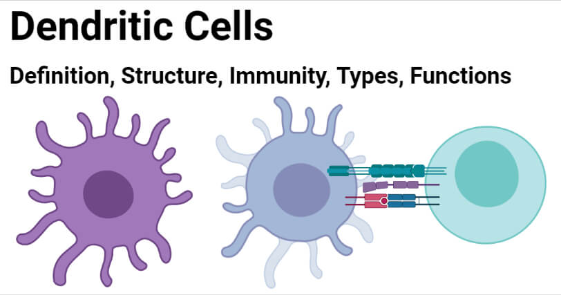 Diagram of dendritic cells used in immune tolerance therapy