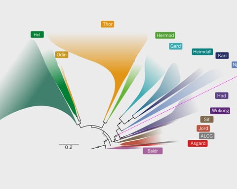 Illustration of Asgard archaea microbe as the common ancestor of all eukaryotes including plants, animals and fungi