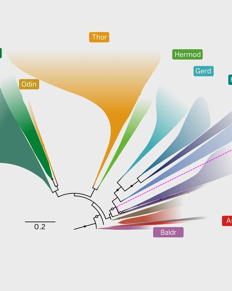Illustration of Asgard archaea microbe as the common ancestor of all eukaryotes including plants, animals and fungi
