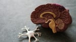 An anatomical illustration of the human brain showing the hypothalamus and surrounding regions