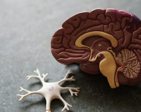 An anatomical illustration of the human brain showing the hypothalamus and surrounding regions