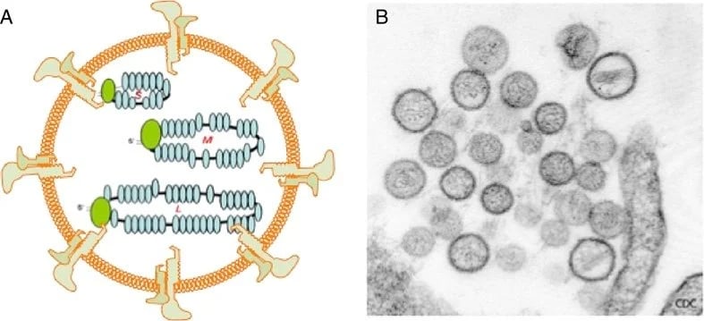 Scientific laboratory testing for hantavirus pulmonary syndrome using diagnostic equipment and biological samples