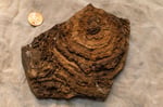 Cross-section of a 2.7 billion-year-old Tumbiana stromatolite from Pilbara Craton, Western Australia, showing finely layered microbial structure