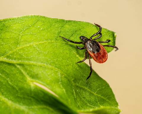 Close-up of a blacklegged deer tick on a leaf during 2026 tick season surge