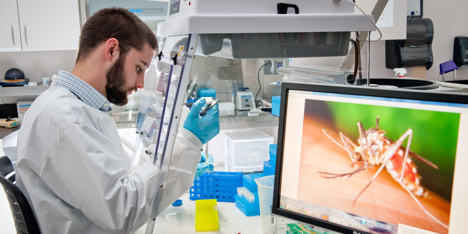 Verily lab technician rearing sterile male mosquitoes using Wolbachia bacteria for Google Debug Project sterile insect technique